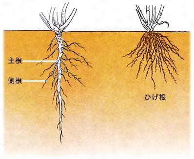 根的種類|植物根系確認